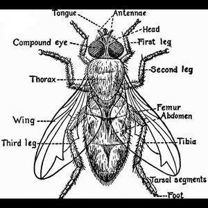Meet your Posher, Alexander